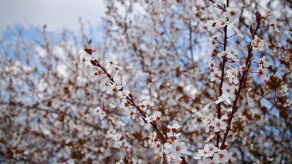 plum tree blooming in spring