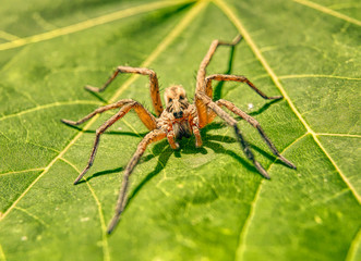 big spider on a green leaf taken in france.