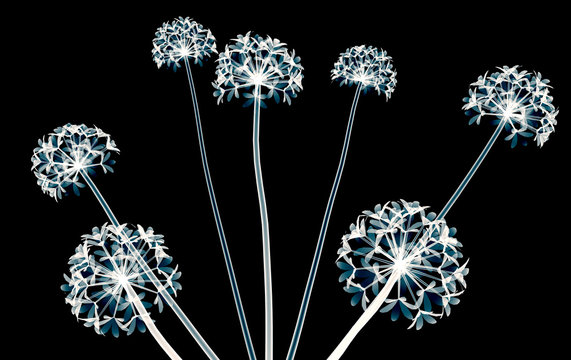 x-ray image of a flower isolated on white , the agapantus