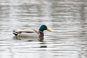 The male on the water of the river in early spring. Mallard during migration.