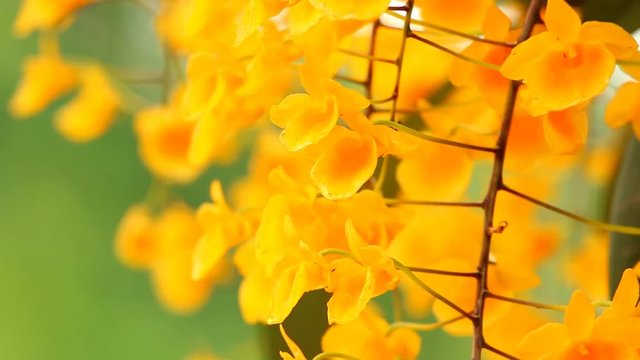 Beautiful  yellow orchids moving by wind in the garden Chiangmai Thailand