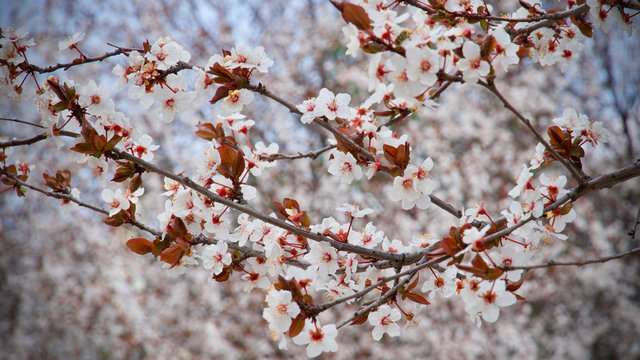 Plum Tree Blooming In Spring