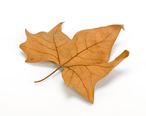 Hojas otoñales de árbol