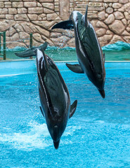 Two dolphins jumping from the pool in the park