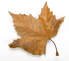 Hojas otoñales de árbol