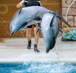 Two dolphins jumping from the pool in the park