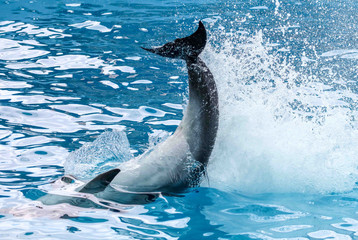 Dolphin's tail over the water