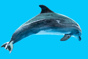 Dolphin isolated on blue background