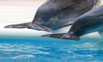 Dolphin's tail over the water