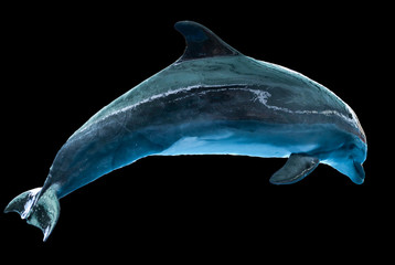 Dolphin isolated on black background