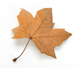 Hojas otoñales de árbol