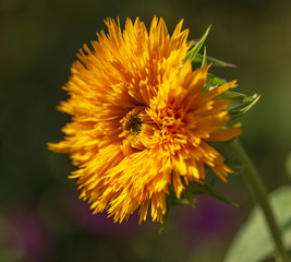 Orange flower on nature as a background