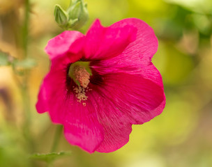 Pink flower grows in nature