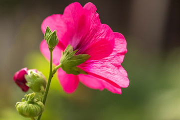 Pink flower grows in nature