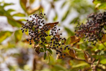 Black berries on the branches of a tree in the garden