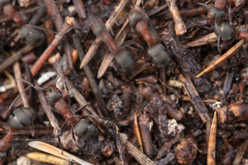 Common Wood Ants, Formica aquilonia, seen from above a nest while colony is active during spring in a scottish pine forest.