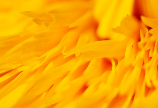 Orange flower on nature as a background