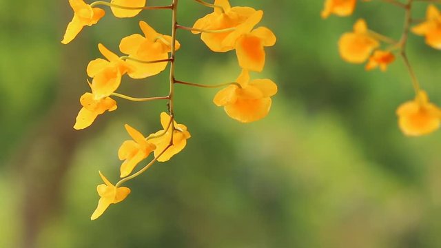 Beautiful  yellow orchids moving by wind in the garden Chiangmai Thailand