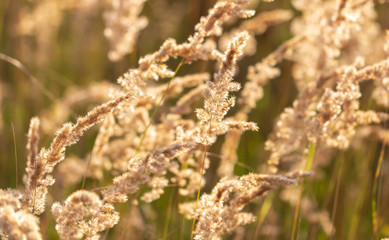 Spikes on the grass in nature as a background