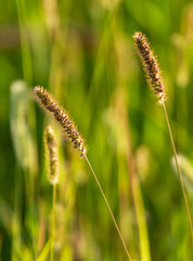 Spikes on the grass in nature as a background