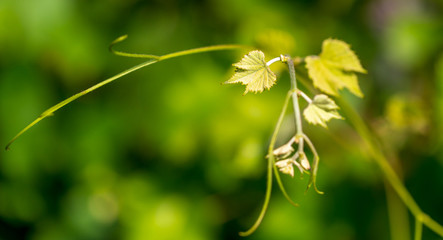 Mustache on a grape branch in nature