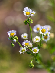 Daisy flowers on nature as background
