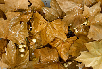 Hojas otoñales empapadas en agua