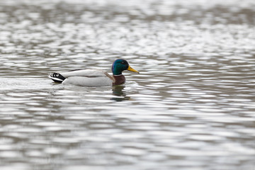The male on the water of the river in early spring. Mallard during migration.
