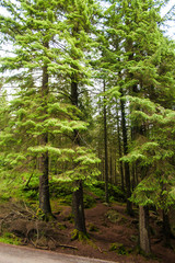 Fototapeta premium forest