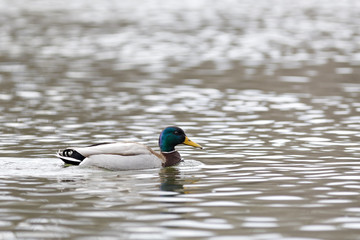 The male on the water of the river in early spring. Mallard during migration.