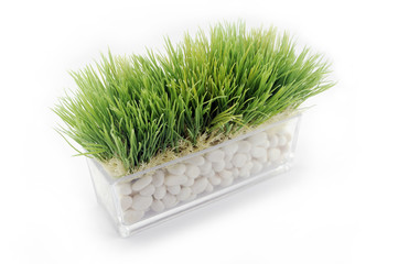 green plant in grass vasa on white