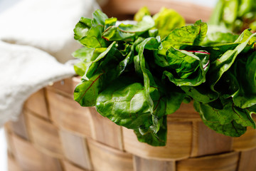 Beet leaves, fresh, juicy, green with red streaks, on a white background.