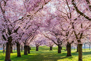 Fototapeta Sakura Cherry  blossoming alley. Wonderful scenic park with rows of blossoming cherry sakura trees and green lawn in spring on fresh green lawn obraz