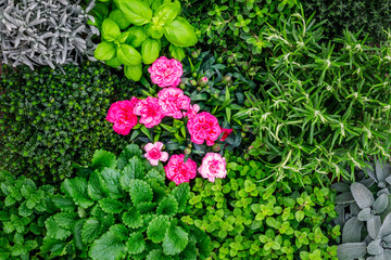 Green kitchen herbs plants for powerful stress-relief aromatherapy. Oregano, thyme, mint, sage, rosemary, marjoram, lemon balm, pink clove, close up