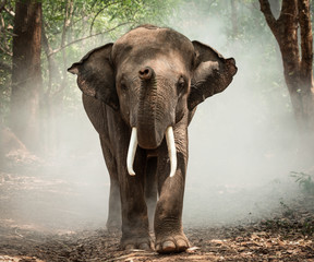Fototapeta na wymiar Asia elephants