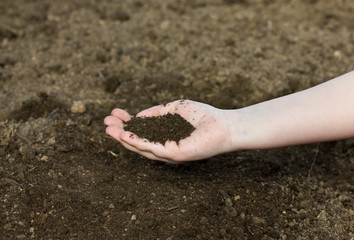 handful of arable soil in the hands of a child
