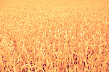 background of  yellow ears on the beautiful golden wheat field