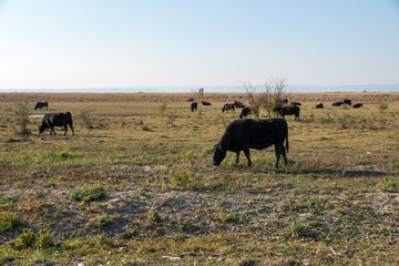 Angus Rinder auf der Weide