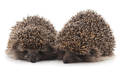 Two beautiful hedgehogs.