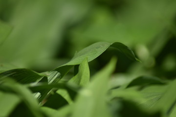 Bärlauch (Allium ursinum) im Wald