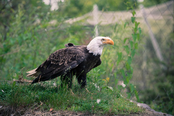 Bald Eagle