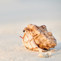 Hermit Crab on a beach