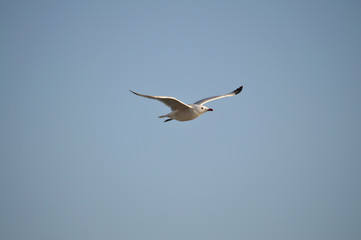 Close-up of a Beautiful Seagull, Nature, Seascape, Sicily, Italy, Europe