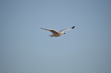 Close-up of a Beautiful Seagull, Nature, Seascape, Sicily, Italy, Europe