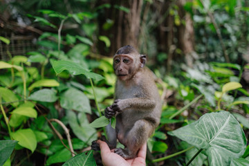 Naklejka na ściany i meble macaque mokey