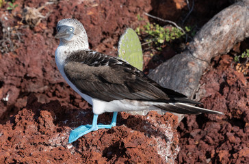 Blue-footed Booby