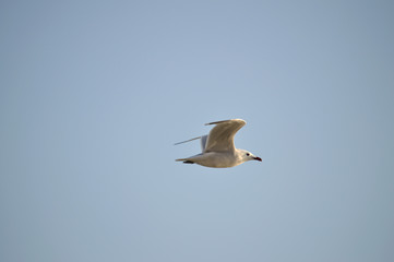 Close-up of a Beautiful Seagull, Nature, Seascape, Sicily, Italy, Europe