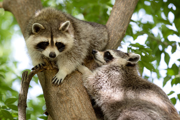 American Raccoons