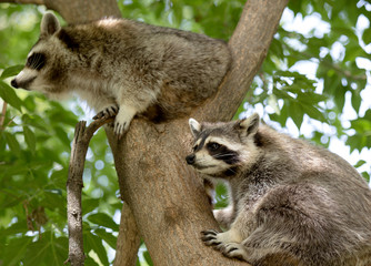 American Raccoons
