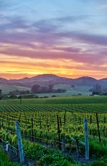 Muurstickers Wijngaarden bij zonsondergang in Californië, VS © haveseen